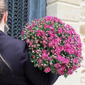 CHRYSANTHEME FUCHSIA