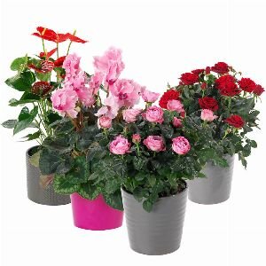 PLANTE VERTE OU FLEURIE