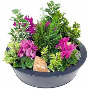 COUPE DE CYCLAMENS