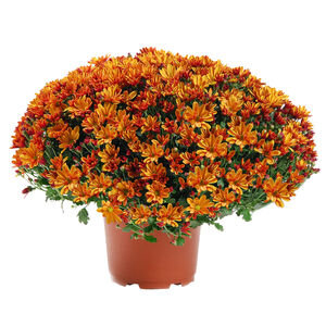 CHRYSANTHEME ORANGE