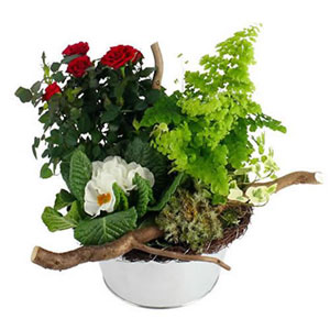 COMPOSITION COMPASSION