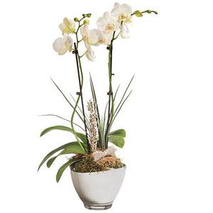ORCHIDEE BLANCHE 2 BRANCHES