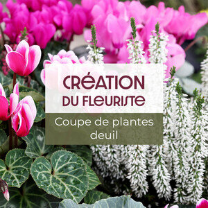 COUPE DE PLANTES