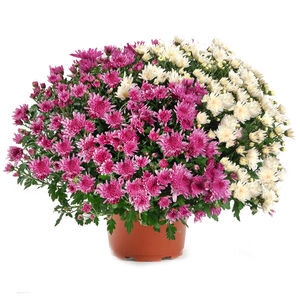 CHRYSANTHEME BICOLORE