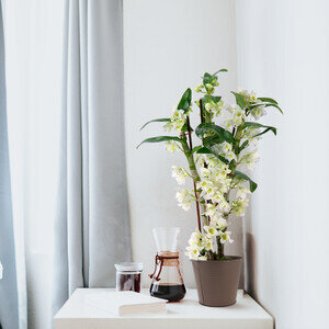 DENDROBIUM BLANC