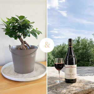 BONSAI GINSENG + VIN ROUGE