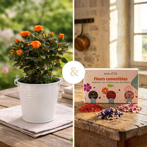 ROSIER + FLEURS COMESTIBLES