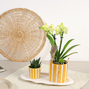 ORCHIDEE + PLANTE GRASSE