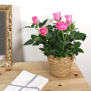 ROSIER ROSE + POT OSIER