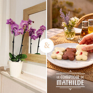 ORCHIDEE 2 BRANCHES + GUIMAUVES