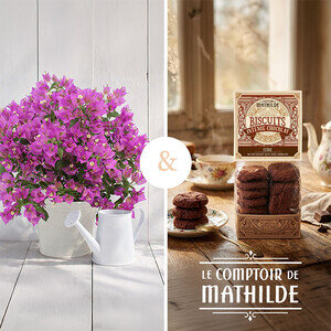 PETIT BOUGAINVILLIER + BISCUITS