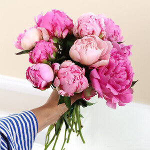 15 PIVOINES ROSES