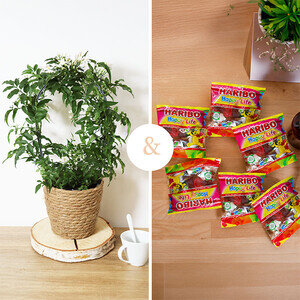 JASMIN EN POT + BONBONS