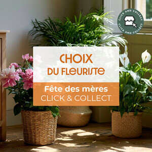 PLANTE CLICK AND COLLECT