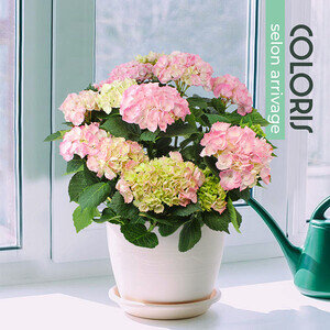 HORTENSIA EN POT