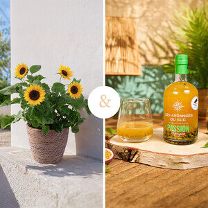 TOURNESOL EN POT + RHUM TOURNESOL EN POT + RHUM