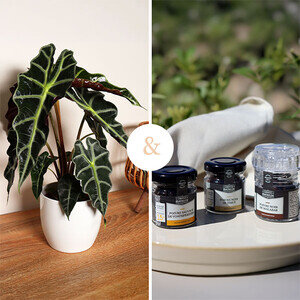 ALOCASIA POLLY  + BAR A POIVRE