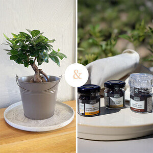 BONSAI GINSENG + BAR A POIVRE BONSAI GINSENG + BAR A POIVRE