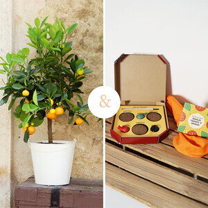 CALAMONDIN + KIT PIZZA CALAMONDIN + KIT PIZZA