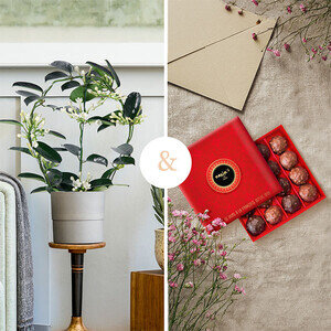STHEPHANOTIS XL + ROCHERS