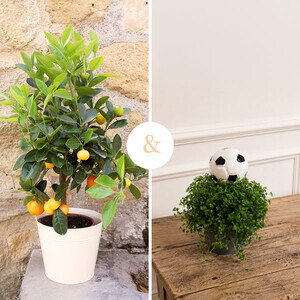 CALAMONDIN + MINI PLANTE