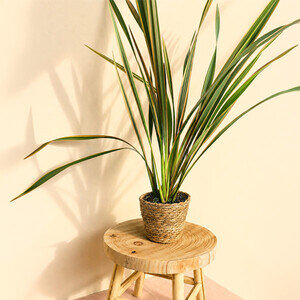 PHORMIUM