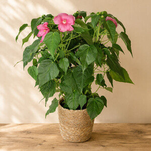 HIBISCUS