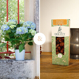 HORTENSIA  + PRALINO