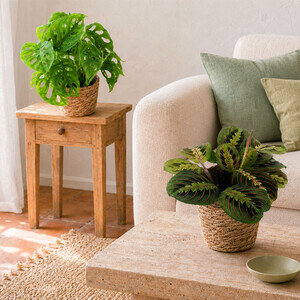 MONSTERA + MARANTA