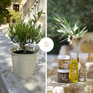 OLIVIER + COFFRET OLIVE OLIVIER + COFFRET OLIVE