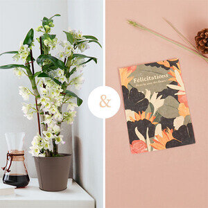 DENDROBIUM BLANC + CARTE