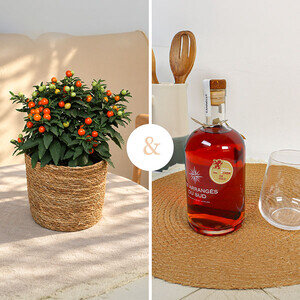 SOLANUM + RHUM
