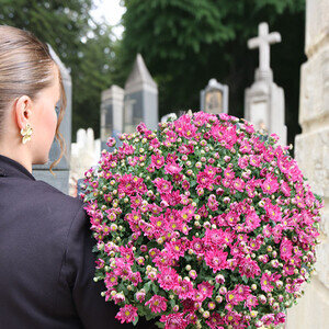 CHRYSANTHEME FUCHSIA CHRYSANTHEME FUCHSIA
