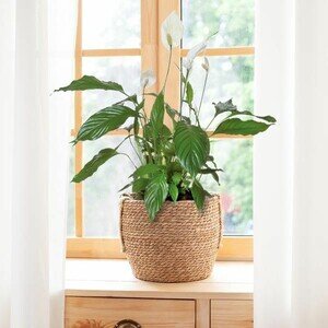 SPATHIPHYLLUM SPATHIPHYLLUM