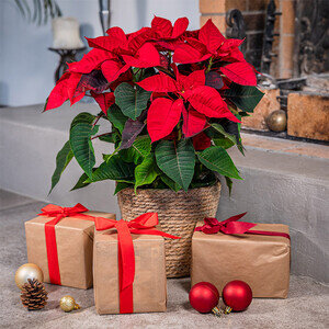 POINSETTIA POINSETTIA