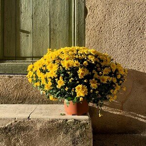 CHRYSANTHEME JAUNE CHRYSANTHEME JAUNE