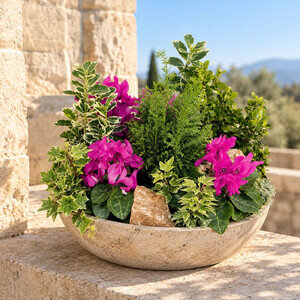 COUPE DE CYCLAMENS COUPE DE CYCLAMENS