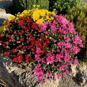 CHRYSANTHEME MULTICOLORE