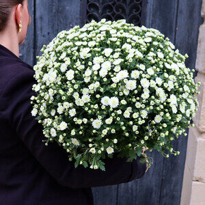 CHRYSANTHEME BLANC