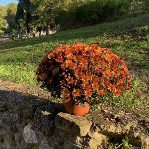 CHRYSANTHEME ORANGE CHRYSANTHEME ORANGE