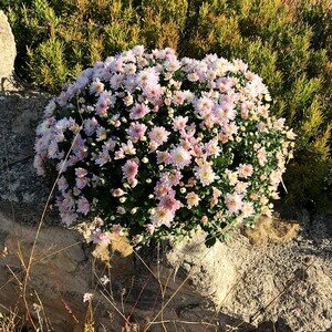 CHRYSANTHEME ROSE