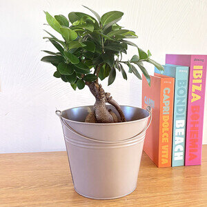 BONSAI GINSENG BONSAI GINSENG