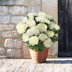 CHRYSANTHEME BLANC