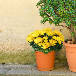 CHRYSANTHEME JAUNE