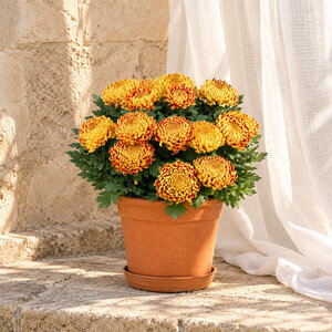 CHRYSANTHEME OR