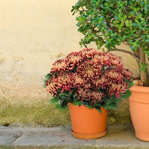 CHRYSANTHEME BORDEAUX CHRYSANTHEME BORDEAUX