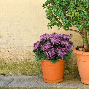 CHRYSANTHEME VIOLET