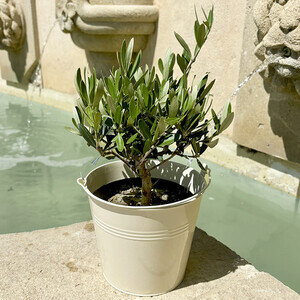 OLIVIER EN POT OLIVIER EN POT