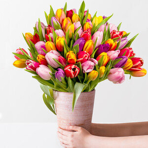 50 TULIPES MULTICOLORES