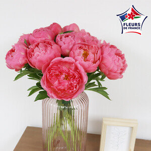 15 PIVOINES 15 PIVOINES